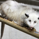 Illustration for article titled PETA Objects To Festive Possum-Dropping Tradition